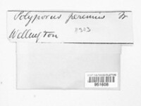 Polyporus perennis image